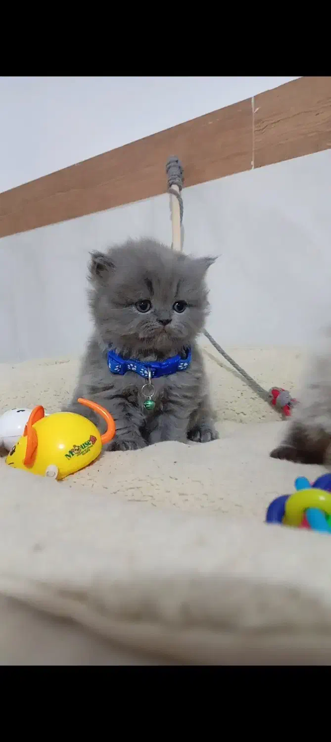 پرشین|گربه|قوچان, |دیوار