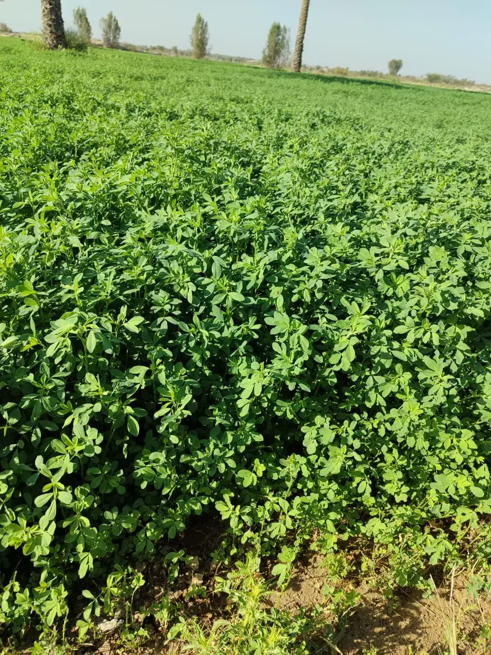 فروش یونجه در منطقه رودخانه|خدمات باغبانی و درختکاری|رودخانه, |دیوار