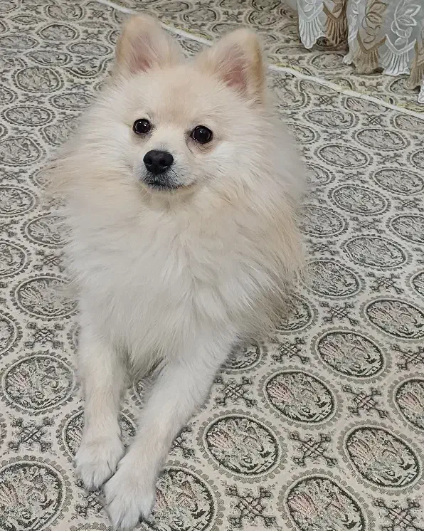 سگ پامر روباهی|سگ|یزد, |دیوار