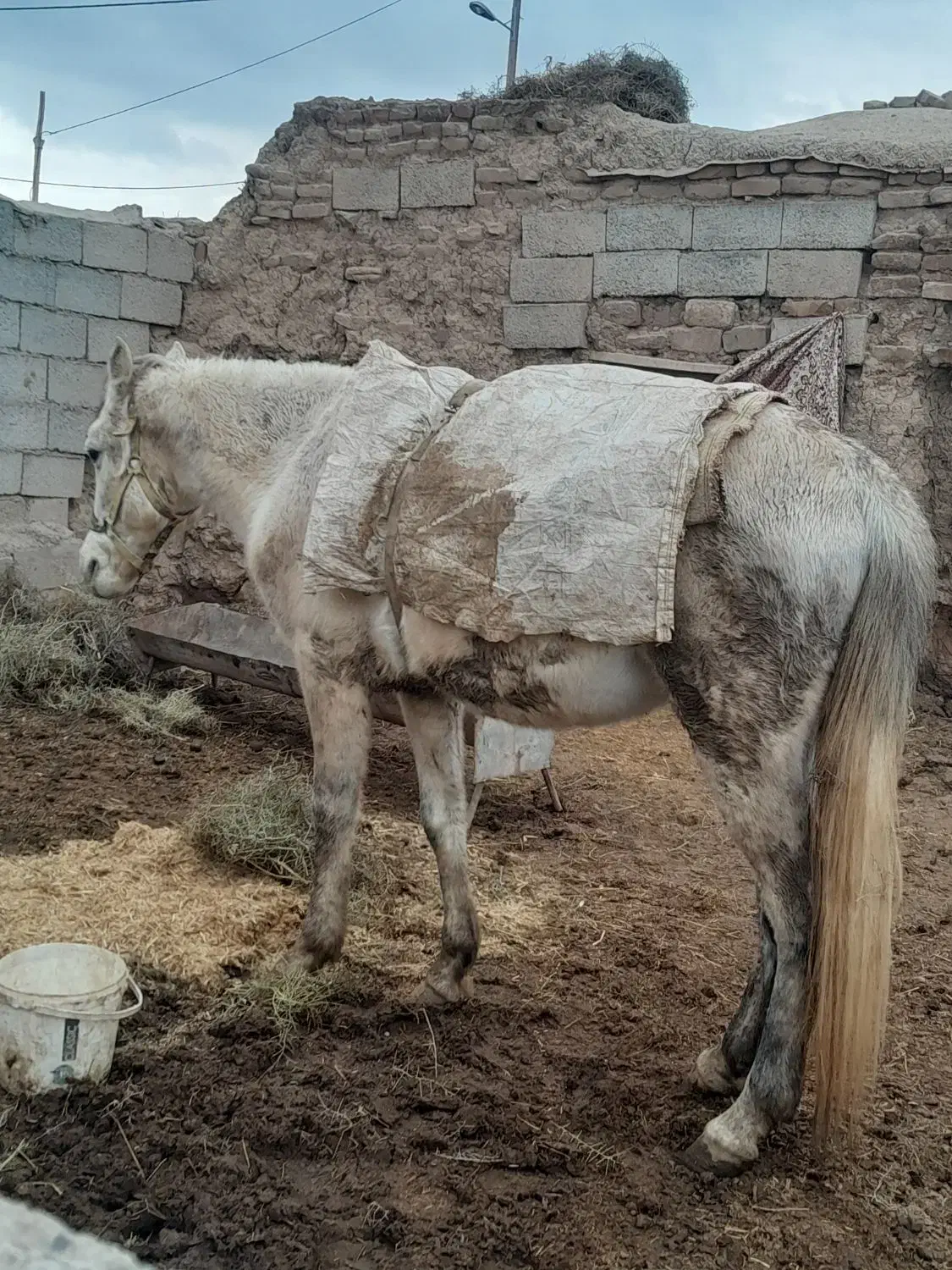 اسب نریون|اسب و تجهیزات اسب‌سواری|اسفراین, |دیوار