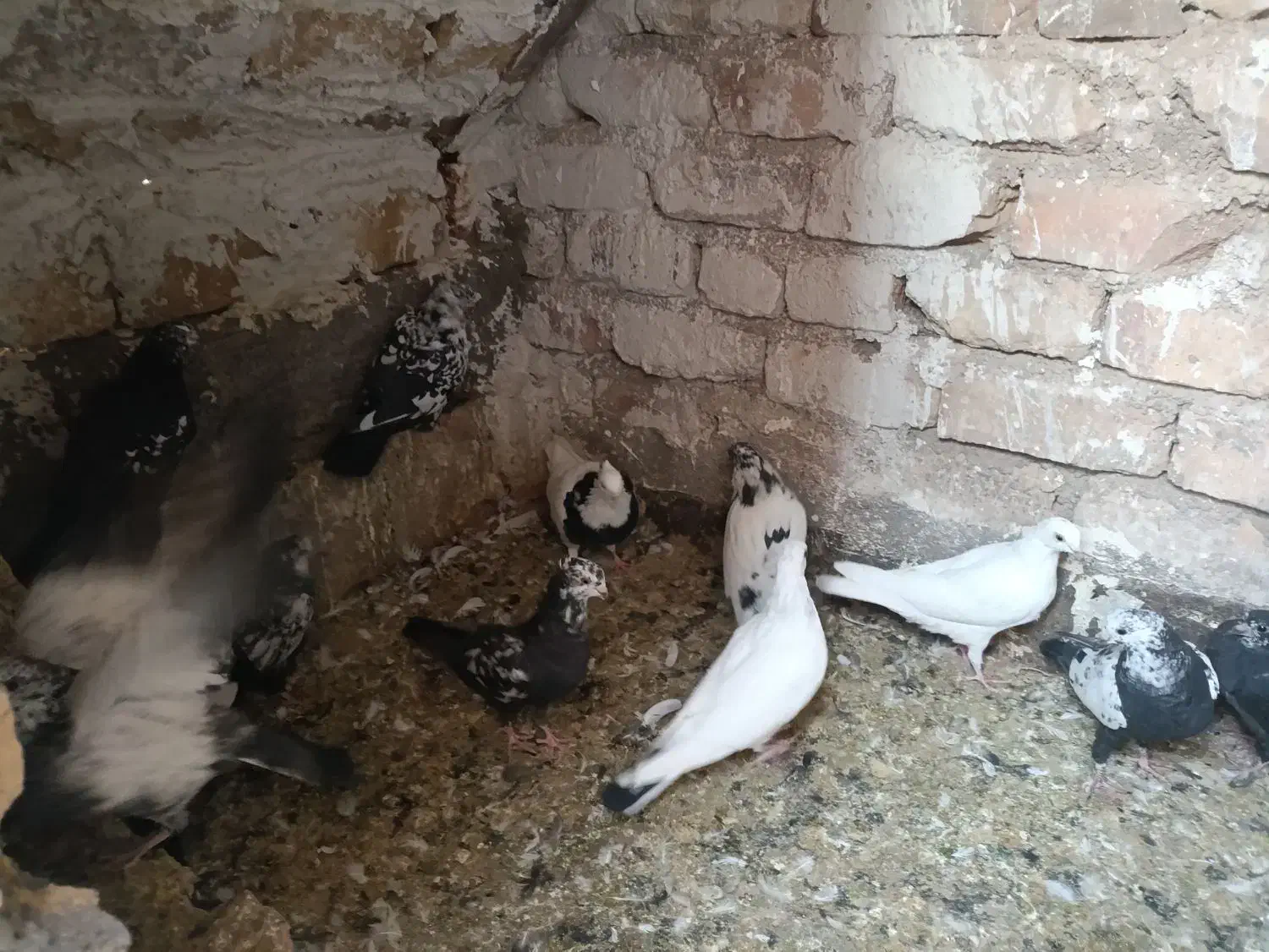 کبوتر خوب|پرنده|آران و بیدگل, |دیوار