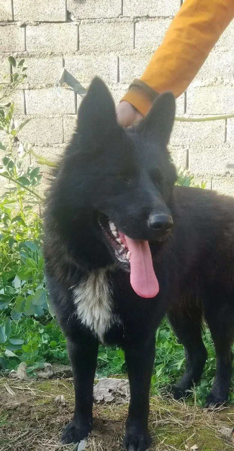 سگ گرگی|سگ|قائم‌شهر, |دیوار