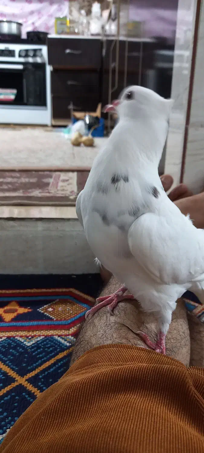 برفی نر دستی|پرنده|تربت جام, یحیی آباد|دیوار