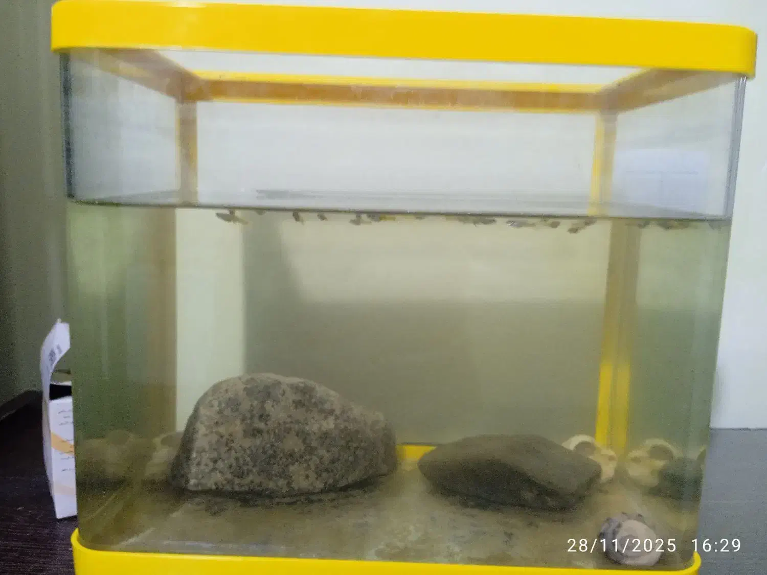 اکواریوم و ماهی گوپی . . پرنده|ماهی|گلبهار, شهر جدید گلبهار|دیوار