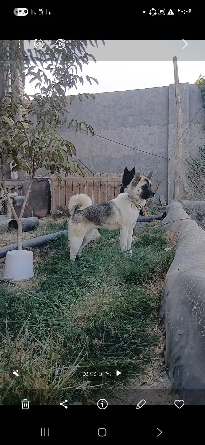 امریکن اکیتا رنگ خاص|سگ|فولادشهر, سایت صنعتی کاوه|دیوار