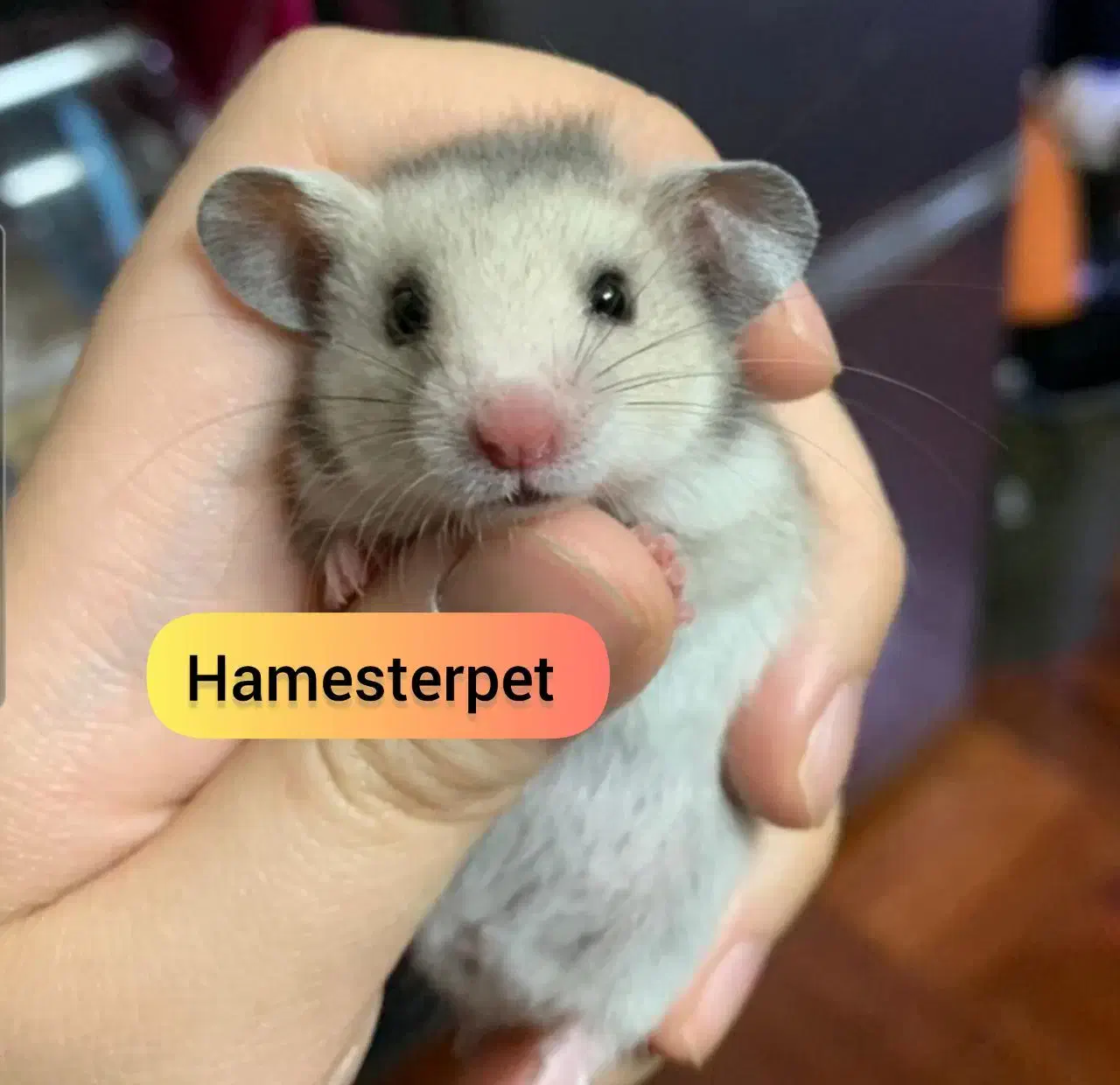 همستر تربیت شده گوگولی با لوازم|موش و خرگوش|تهران, جوادیه|دیوار