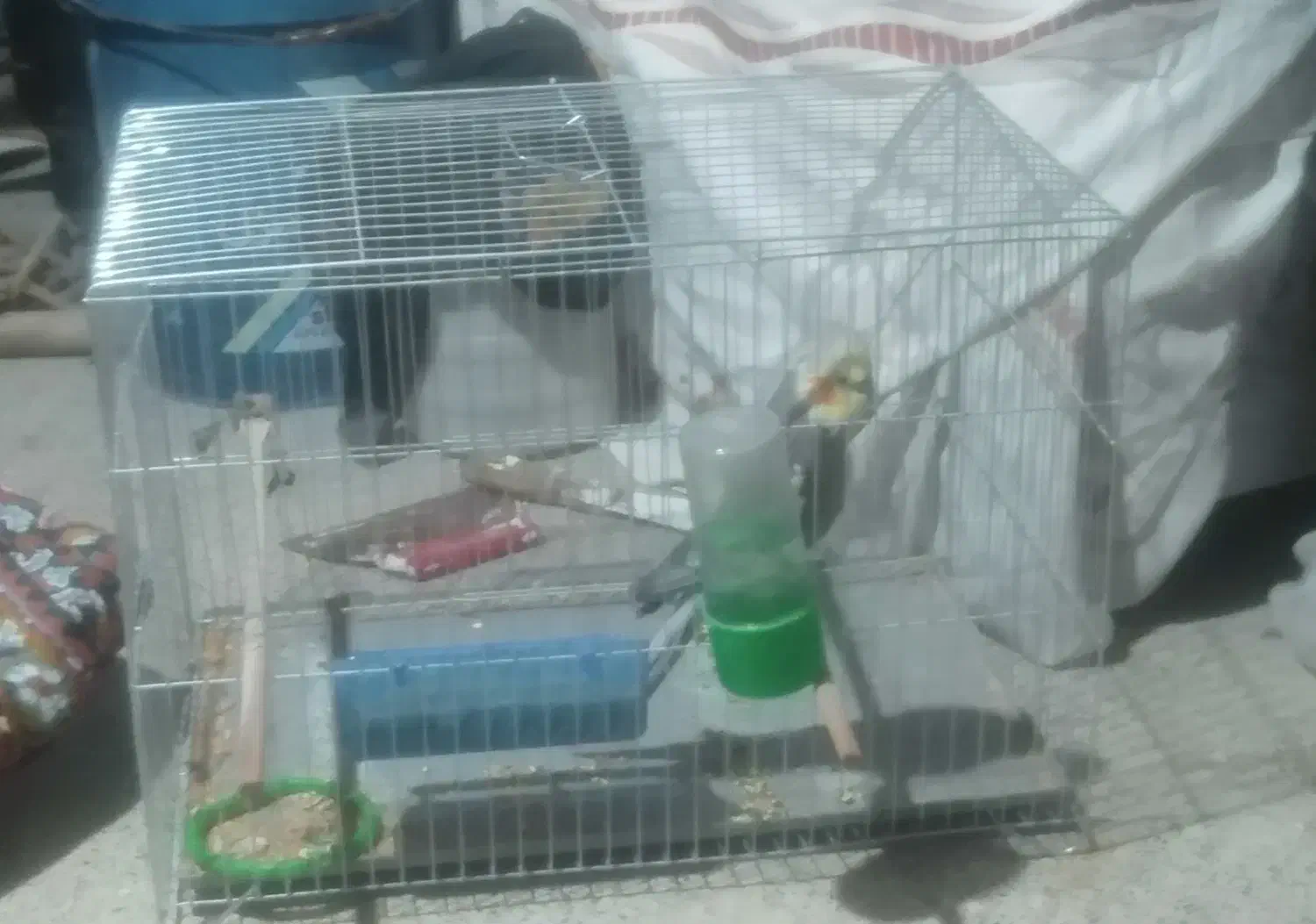 عروس هلندی|پرنده|میانه, |دیوار