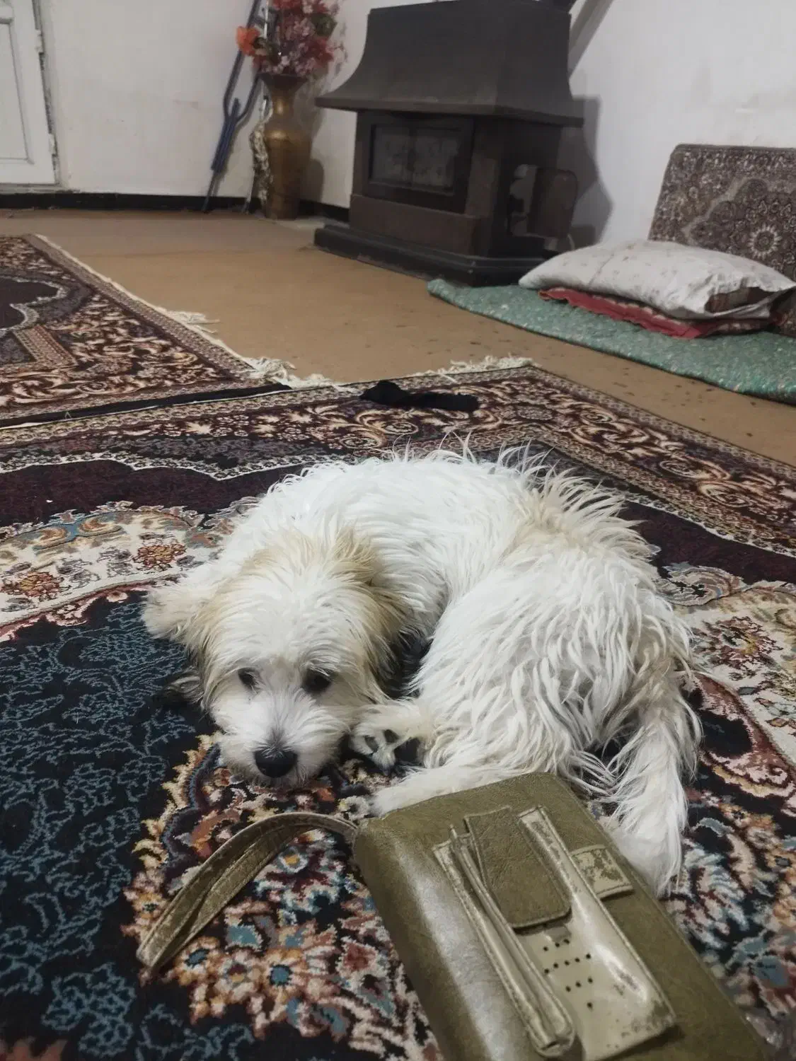 خریدوفروش سگ|سگ|دیواندره, |دیوار