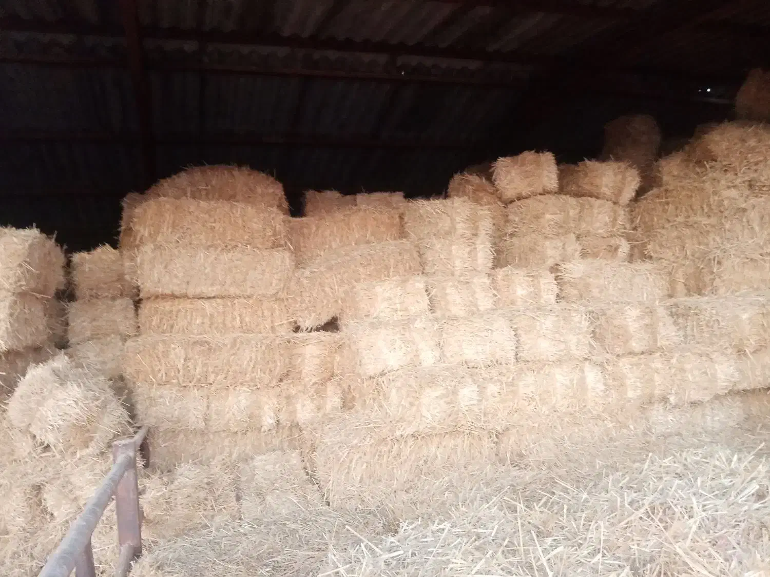 فروش یونجه وسفال گندم به صورت کلی|عمده‌فروشی|نیشابور, ریوند|دیوار