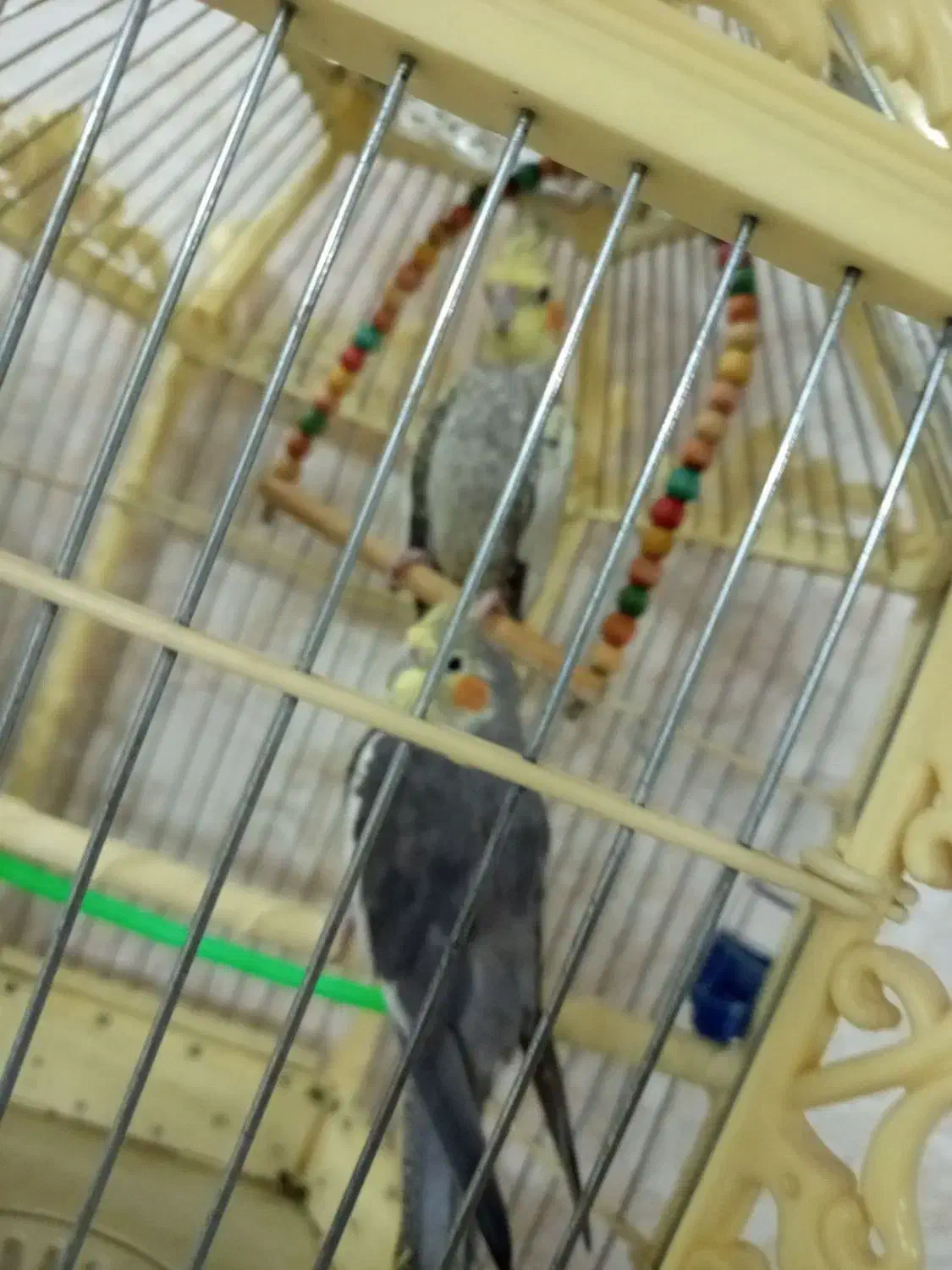 جفت عروس هلندی|پرنده|تربت‌حیدریه, کاشانی|دیوار