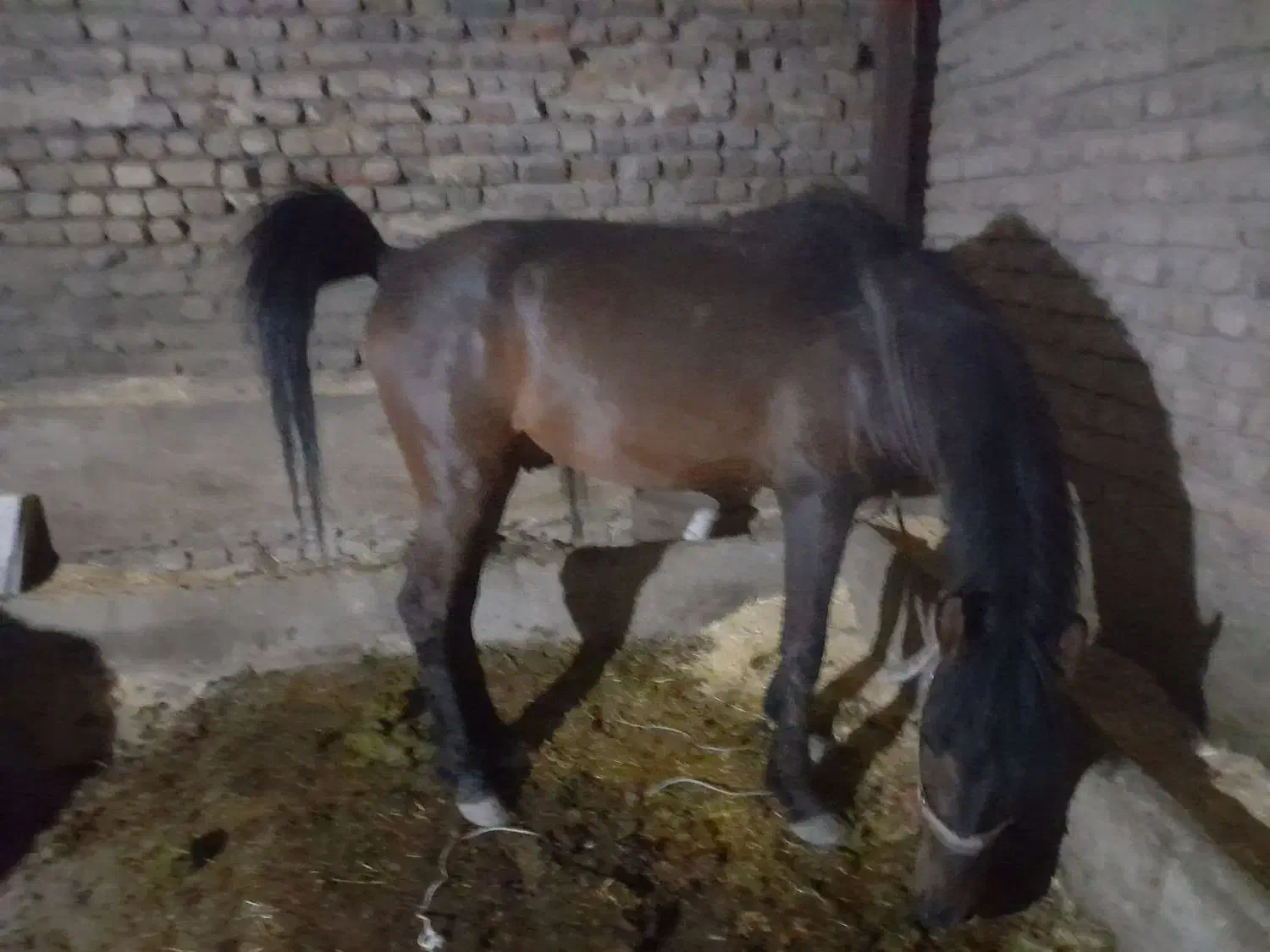 اسب سیروان لارتی|اسب و تجهیزات اسبسواری|بروجرد, |دیوار