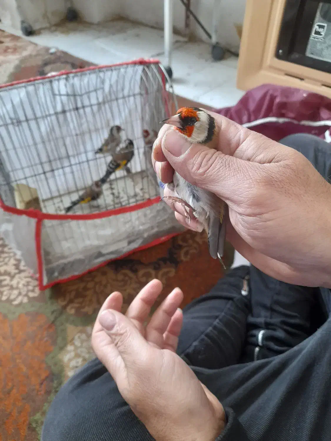 سهره های چارگل منطقه کردستان|پرنده|مشهد, رده|دیوار