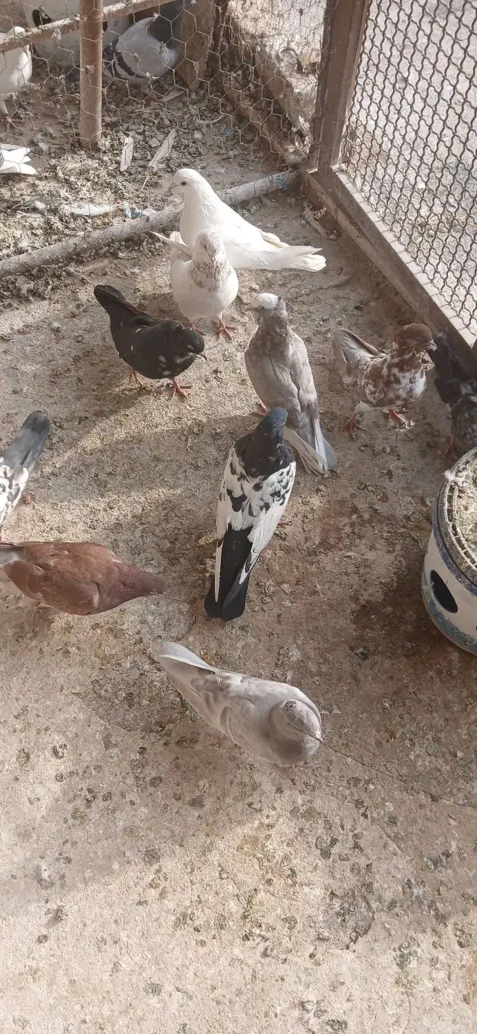 کبوتران غریب|پرنده|ابهر, |دیوار