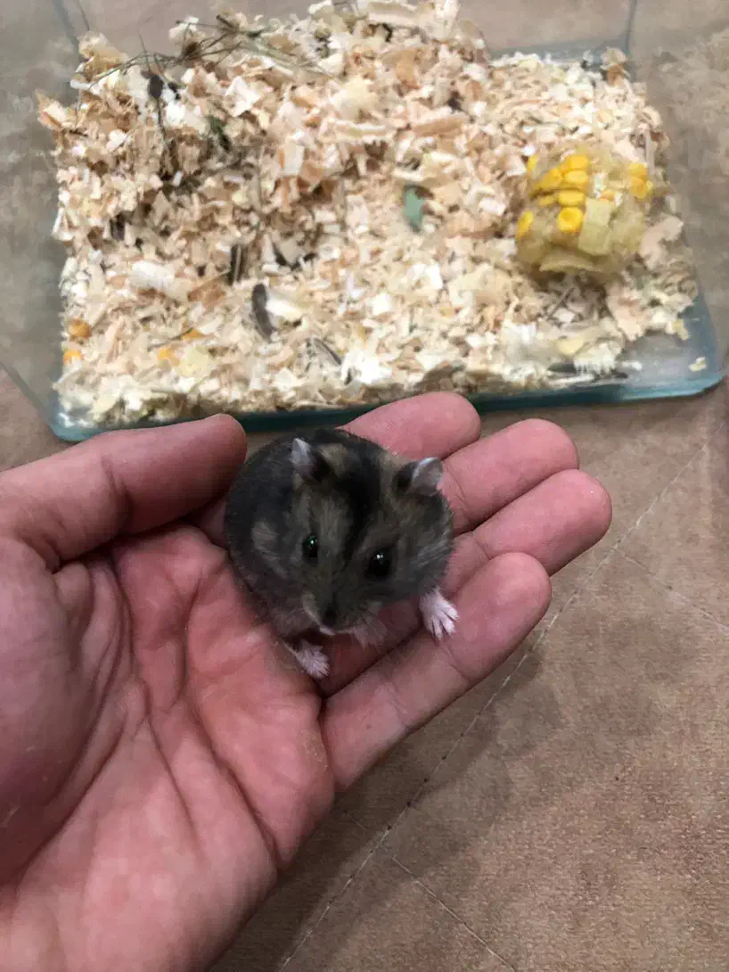 همستر دستی نژاد کپل|موش و خرگوش|گنبد کاووس, |دیوار