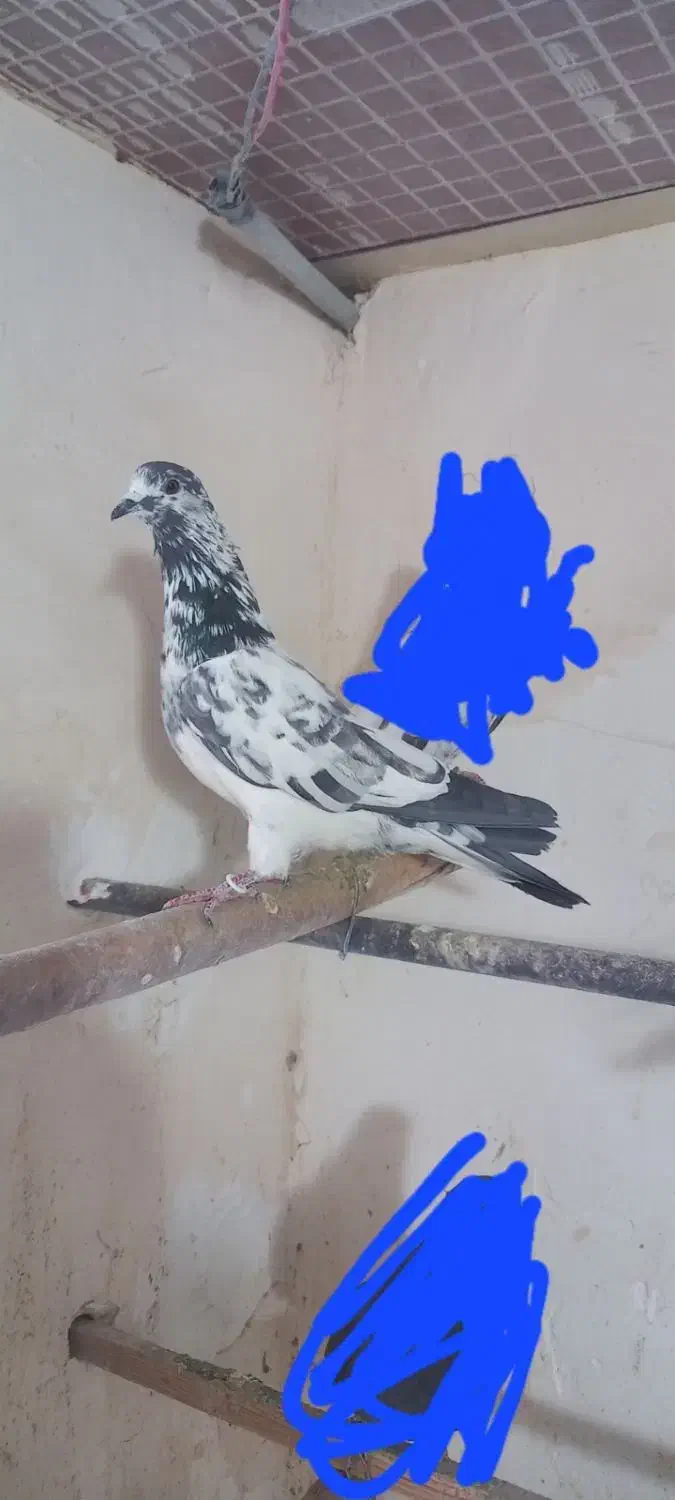 کبوتر|پرنده|مشگین شهر, |دیوار