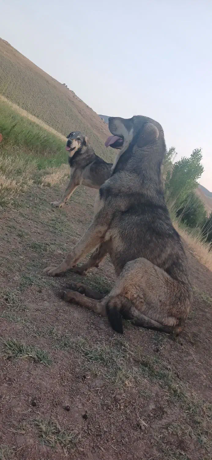 توله عراقی ۱۵ماهه|حیوانات|نقده, |دیوار