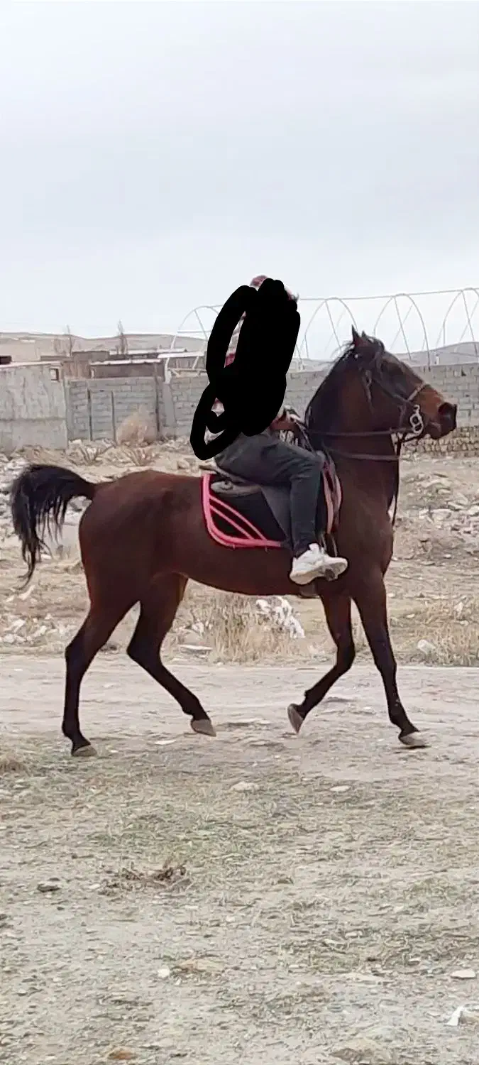 اسب مادیان کرد|اسب و تجهیزات اسب‌سواری|اردبیل, |دیوار