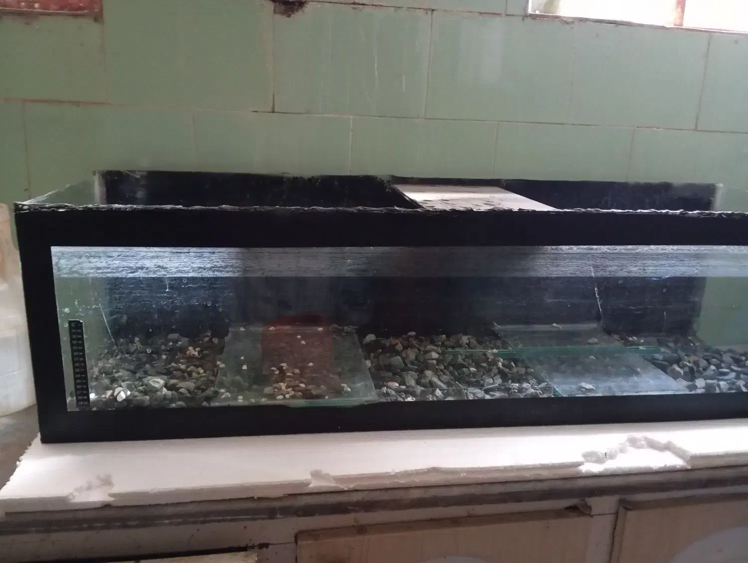 آکواریوم|ماهی|کاشمر, |دیوار