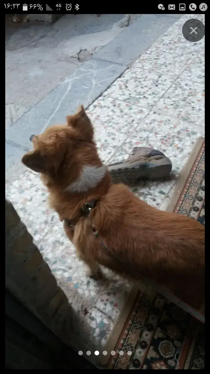 سگ روباهی معاوضه یا فروش|سگ|قهدریجان, |دیوار