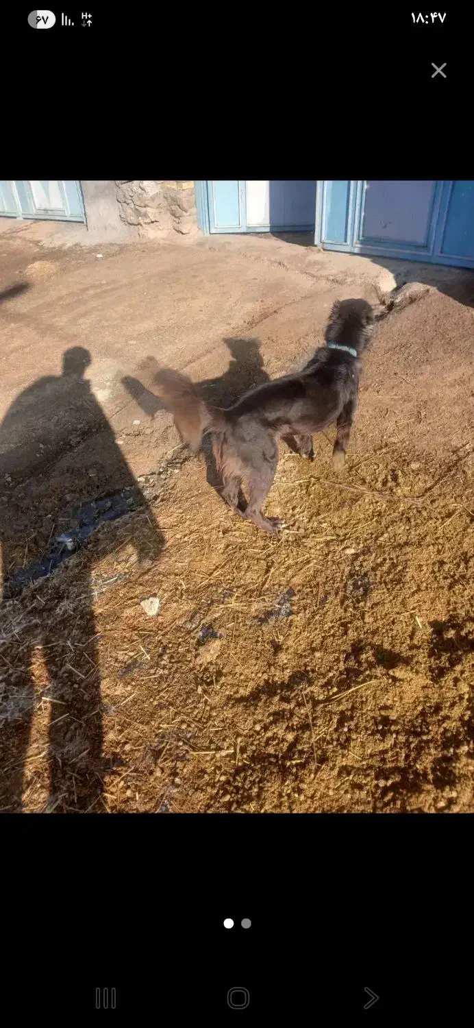 طوله سگ قهدریجان|سگ|بیلوار, |دیوار