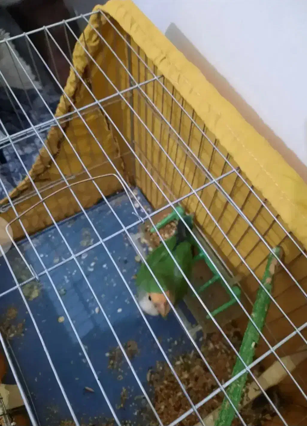 کوتوله برزیلی باهوش نر معاوضه با جوجه عروس هلندی|پرنده|اراک, |دیوار