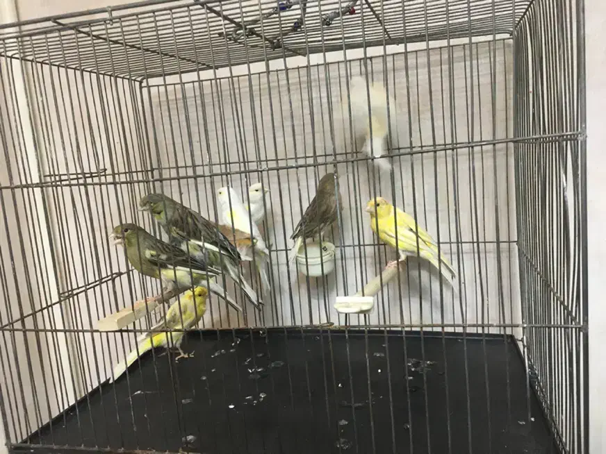 قناری ماده مست مست|پرنده|ری, علایین|دیوار