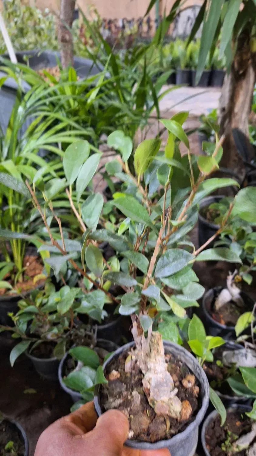 حراج فوق العاده بنسای به مناسبت روز مادر فقط ۱۱۰ ت|گل و گیاه طبیعی|یزد, |دیوار