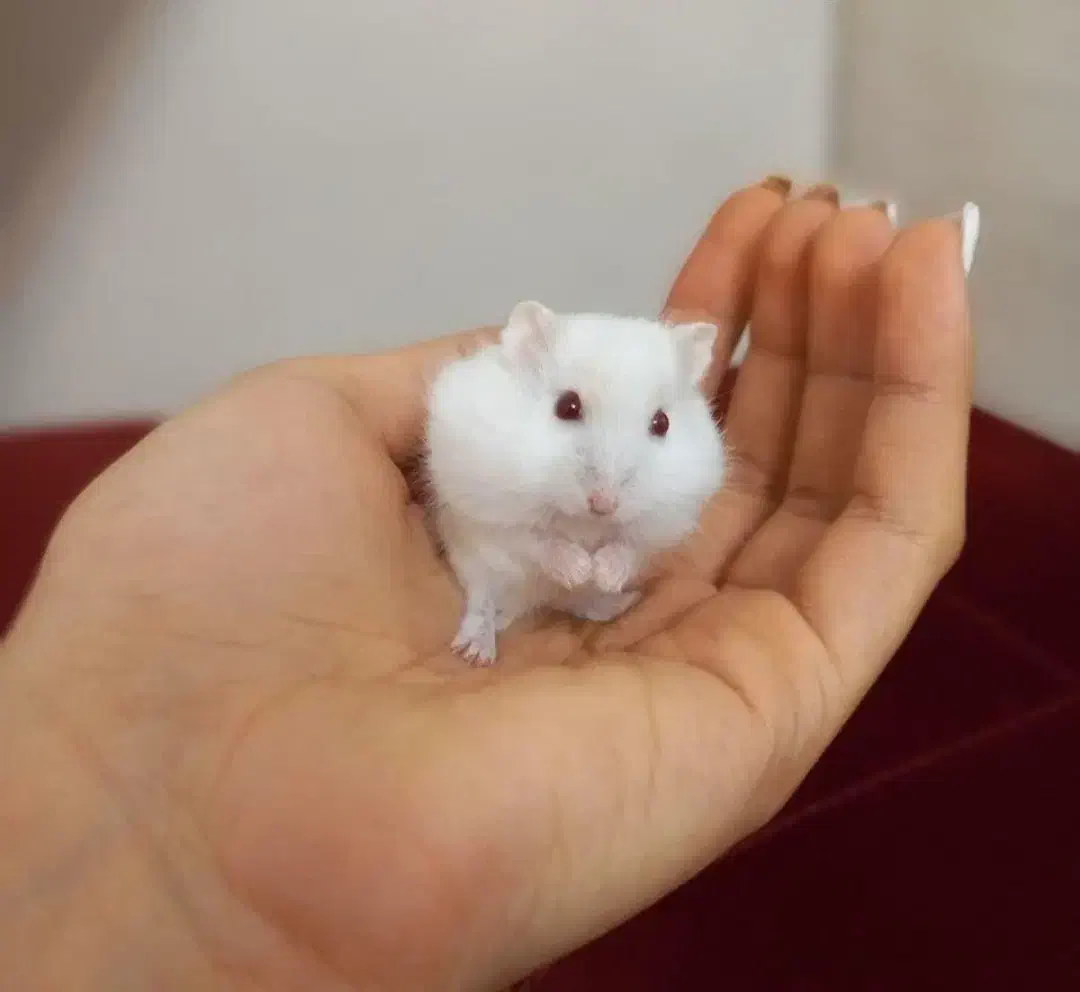 همسترهای کوچولو|موش و خرگوش|مشهد, پنجتن|دیوار