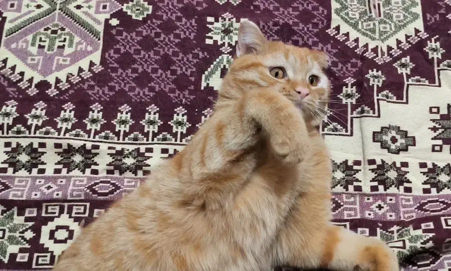 واگذاری همدمِ زیبا|گربه|نیشابور, کوی فرهنگیان|دیوار