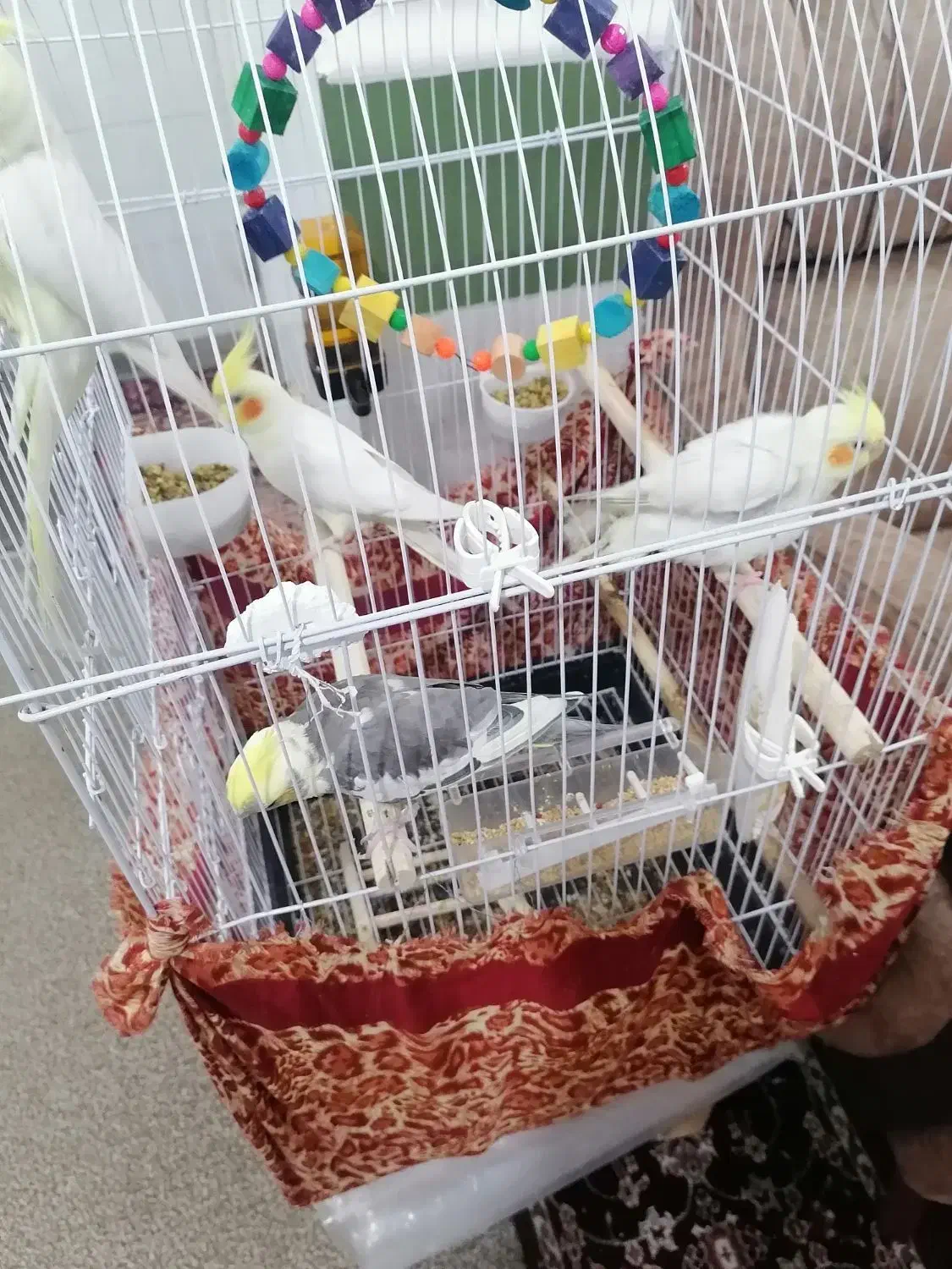 عروس هلندی|پرنده|سعدآباد, |دیوار