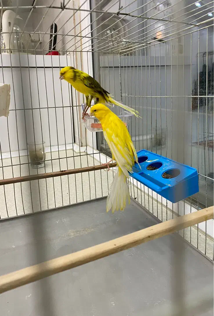 قناری|پرنده|قدس, شهرقدس|دیوار