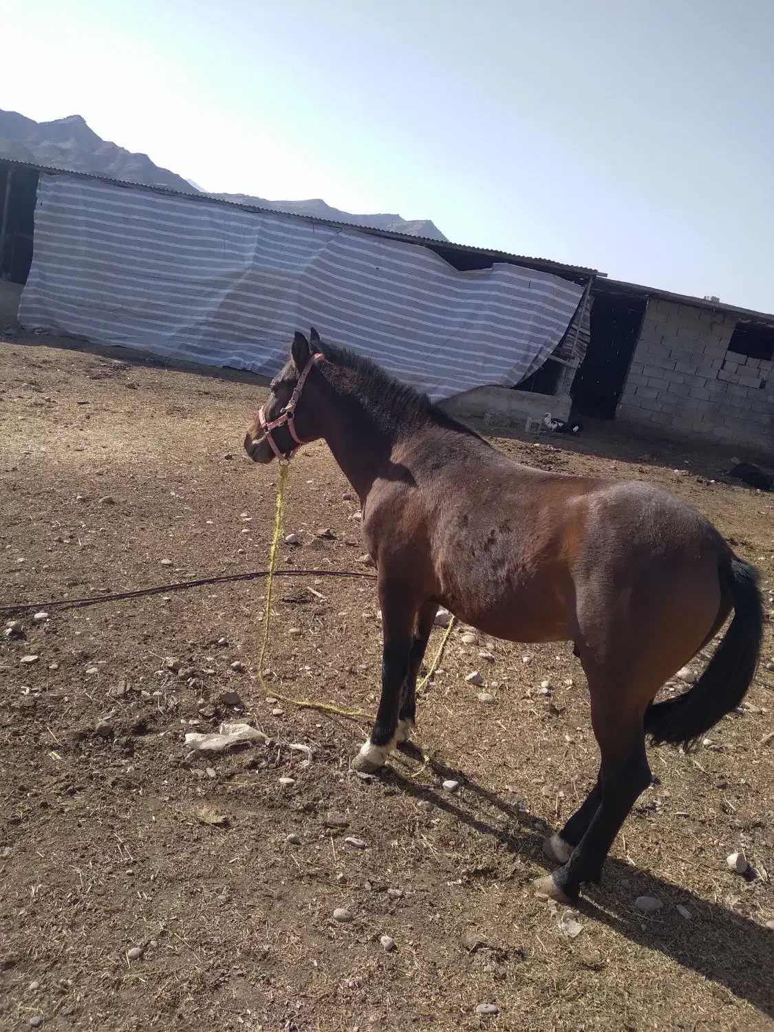 اسب|اسب و تجهیزات اسب‌سواری|معمولان, |دیوار