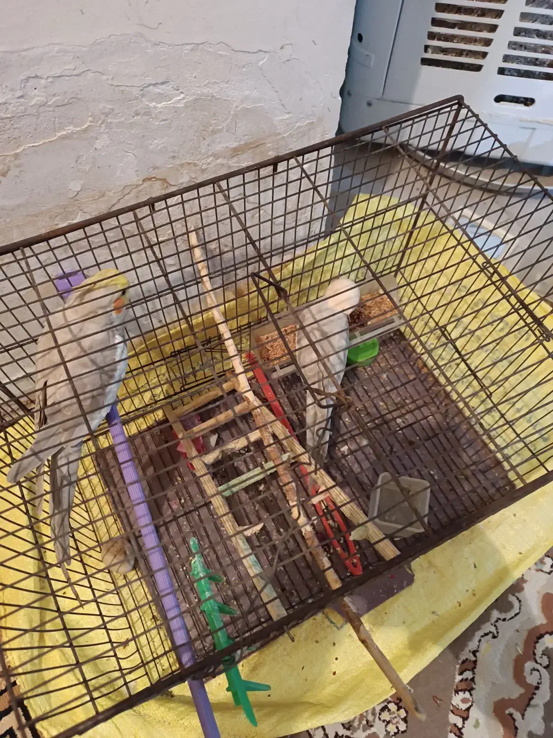 عروس هلندی نر2ساله|پرنده|محمدیه-قزوین, |دیوار