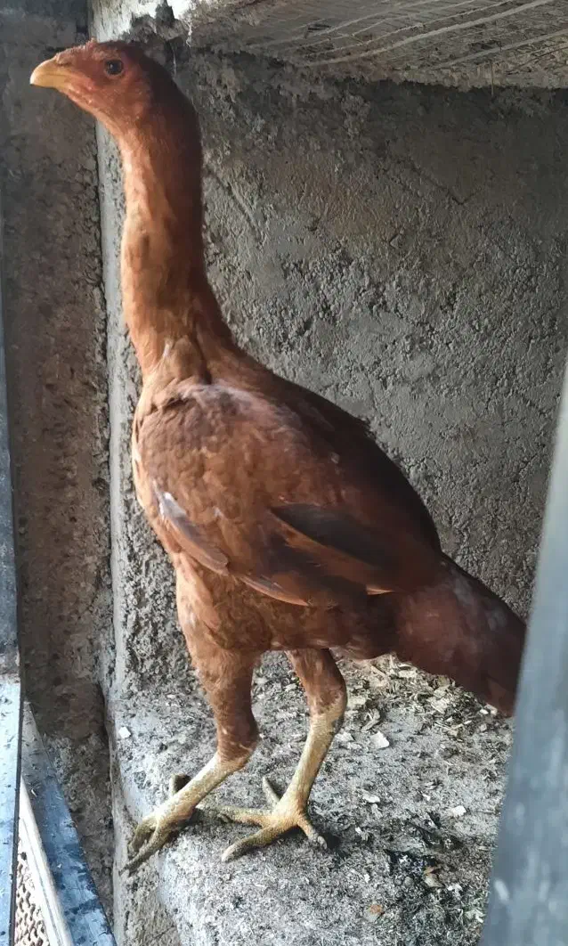 مرغ لاری|حیوانات مزرعه|فومن, |دیوار