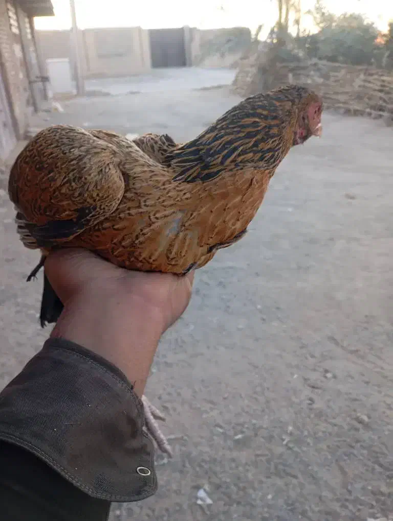 مرغ لاری|حیوانات مزرعه|سراوان, |دیوار