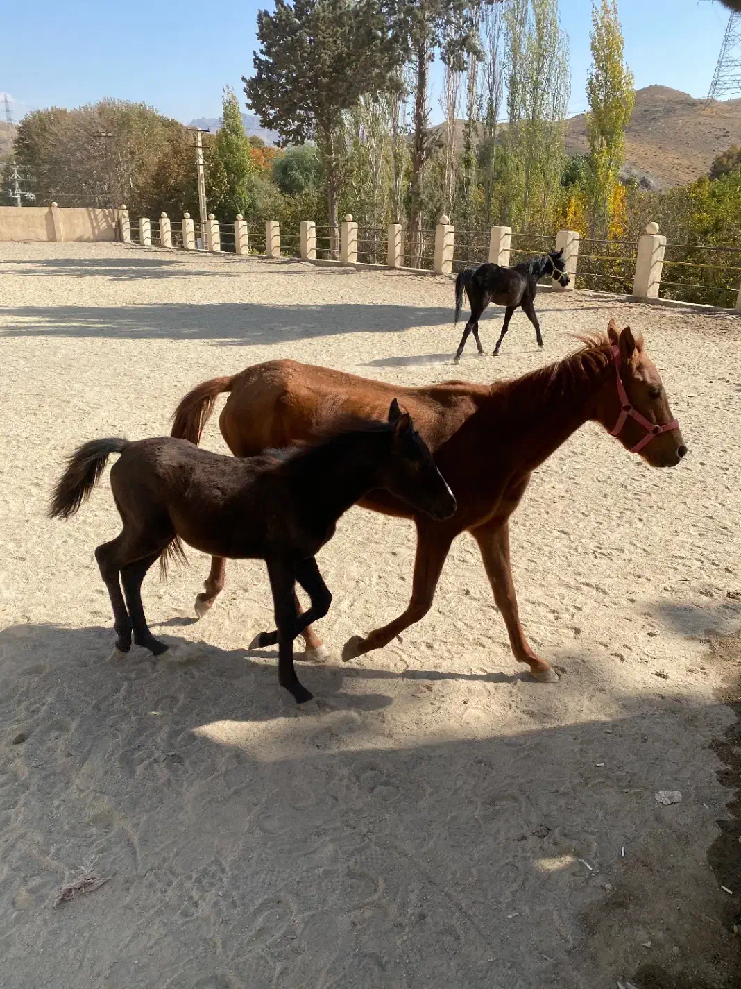 یک اسب مادیون وکره قیمت پایین|اسب و تجهیزات اسب‌سواری|کرج, کوی کارمندان شمالی|دیوار