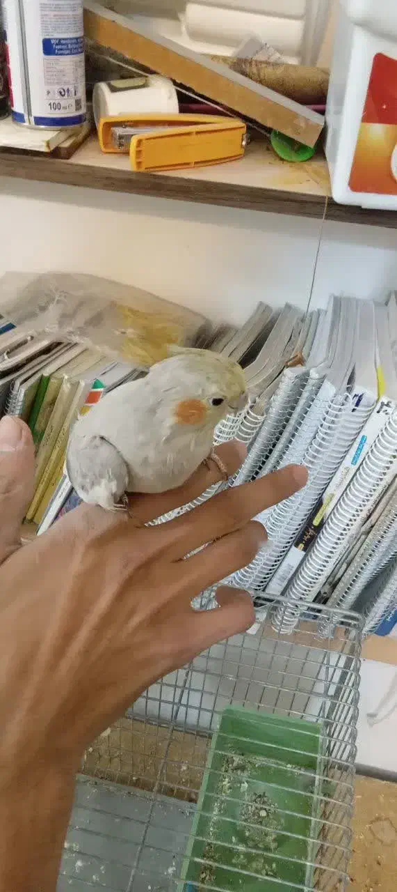 عروس دستی بالغ|پرنده|اردکان, |دیوار