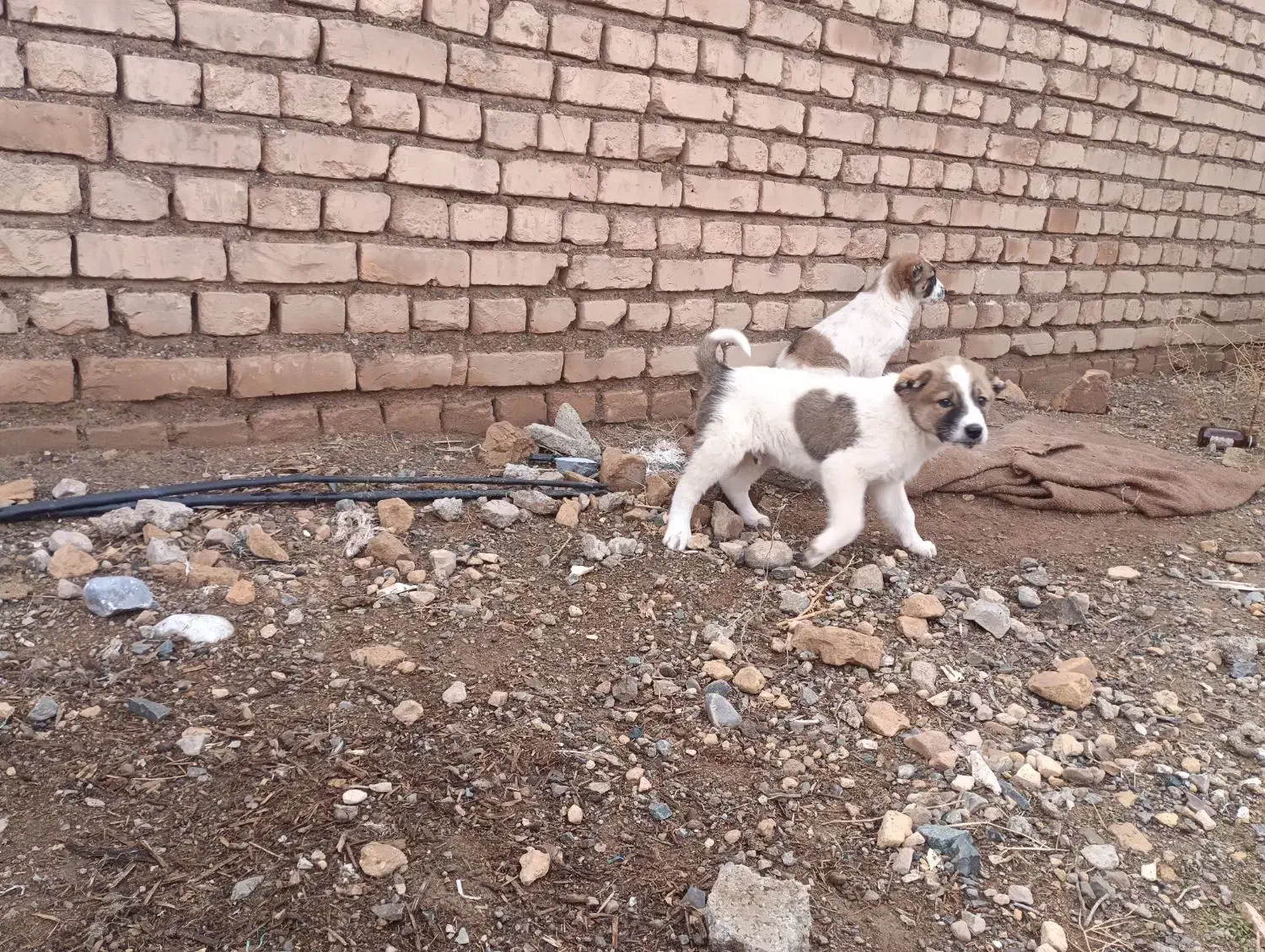 توله سگ|سگ|بردسکن, |دیوار