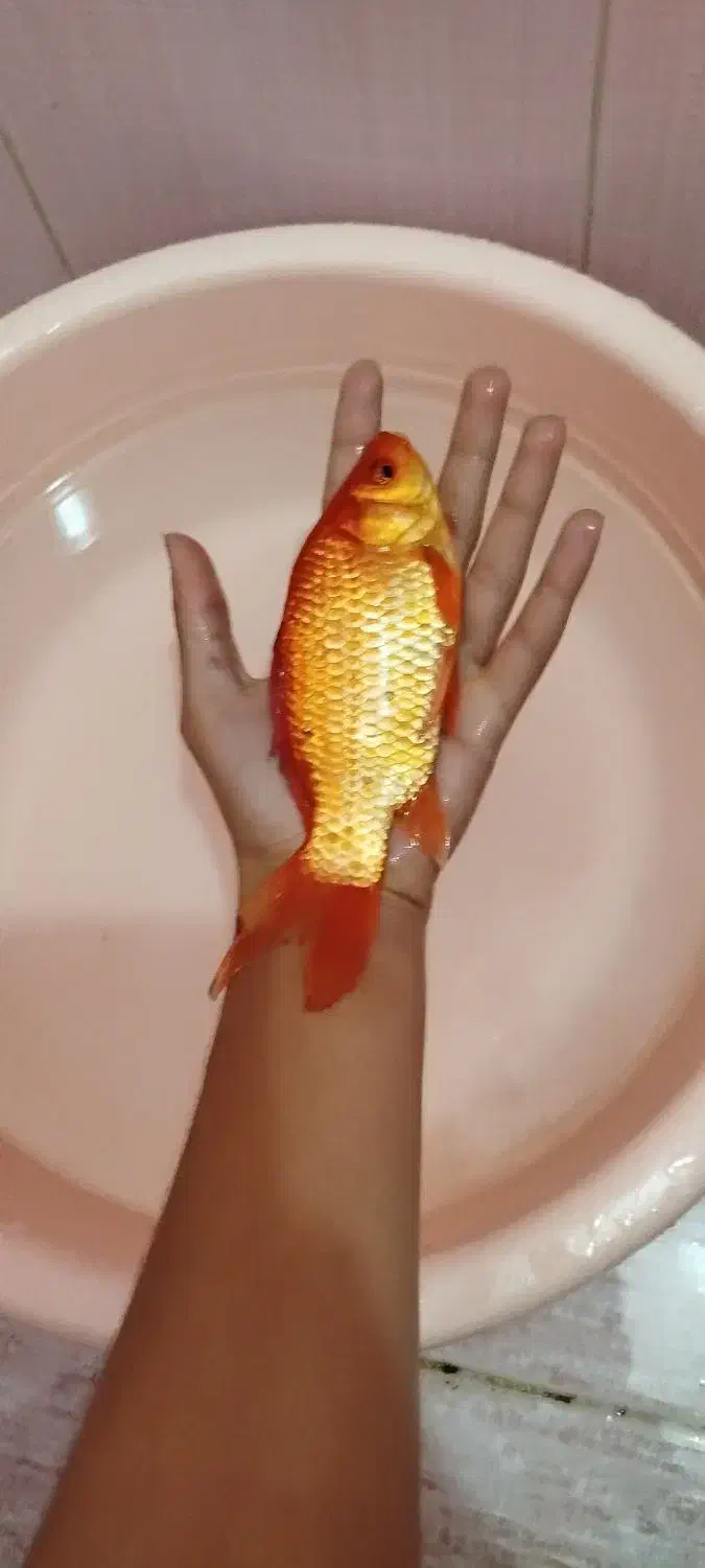 ماهی قرمز|ماهی|اردبیل, |دیوار