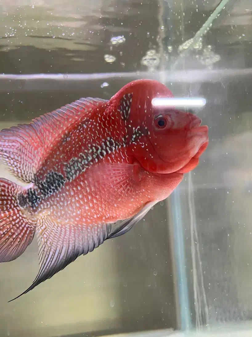 ماهی فلاور|ماهی|پاکدشت, پاکدشت (مامازند)|دیوار