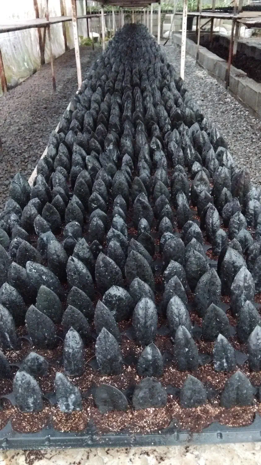 برگ ریشه دار زاموفیلیا بلک|گل و گیاه طبیعی|بهنمیر, |دیوار