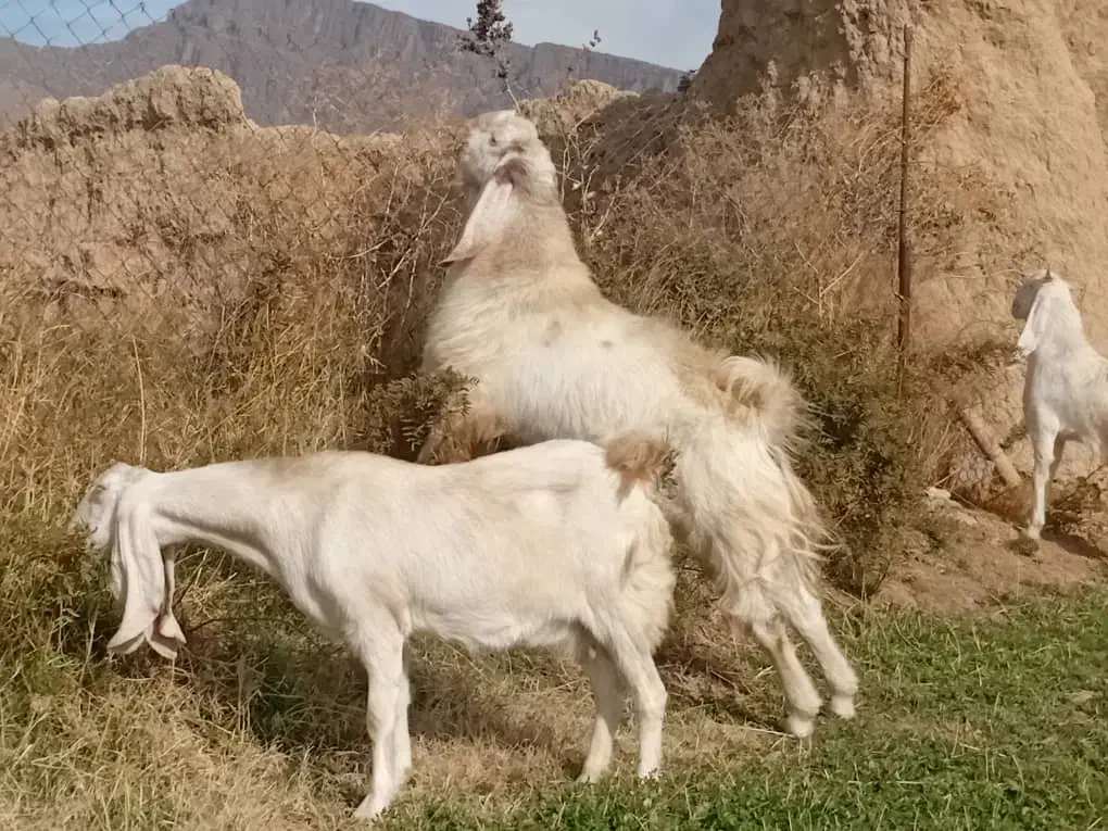 فروش سالار بز گلابی|حیوانات مزرعه|یزد, |دیوار