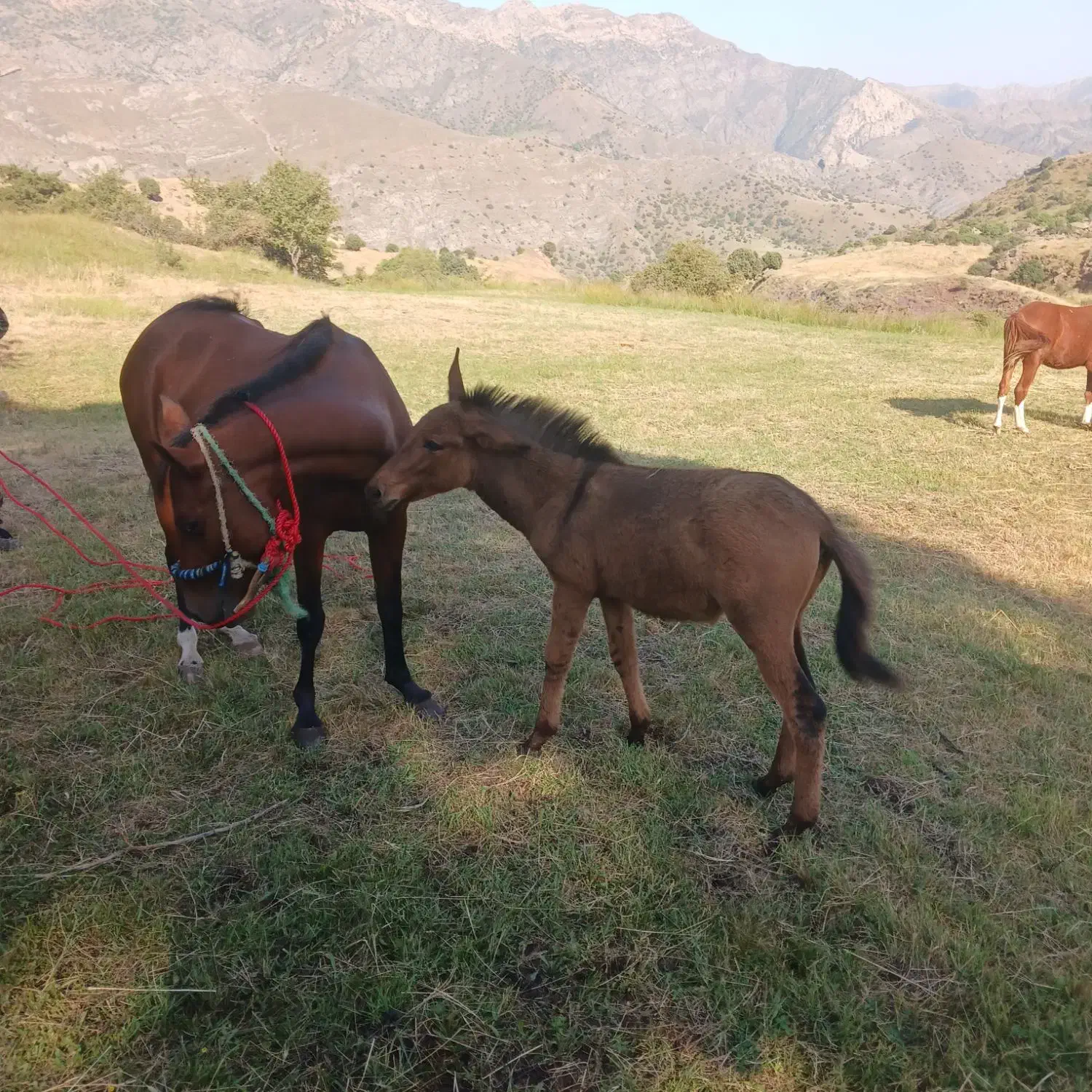 فروشی|حیوانات مزرعه|اردبیل, |دیوار