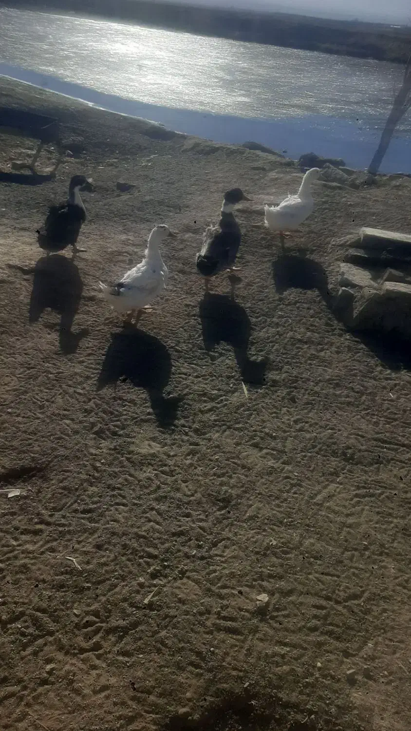 سه عدر اردک کرچ شده به شرط تخم|حیوانات مزرعه|سبزوار, امیریه|دیوار