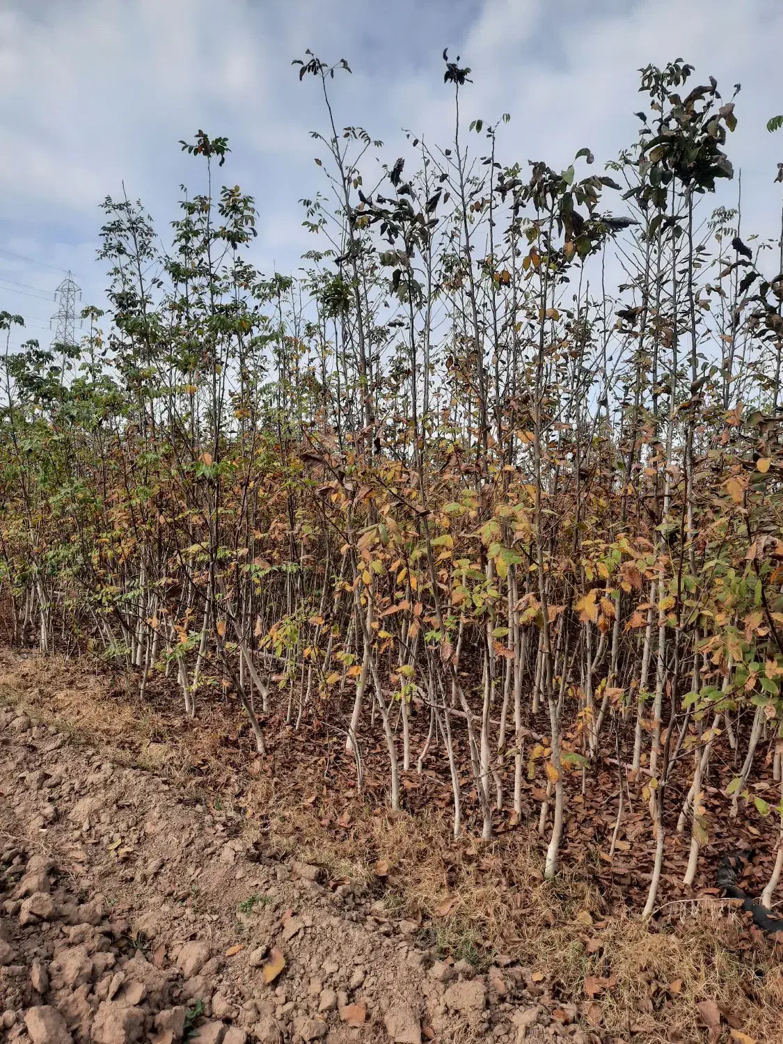 خرمالو گردو|گل و گیاه طبیعی|دلند, |دیوار