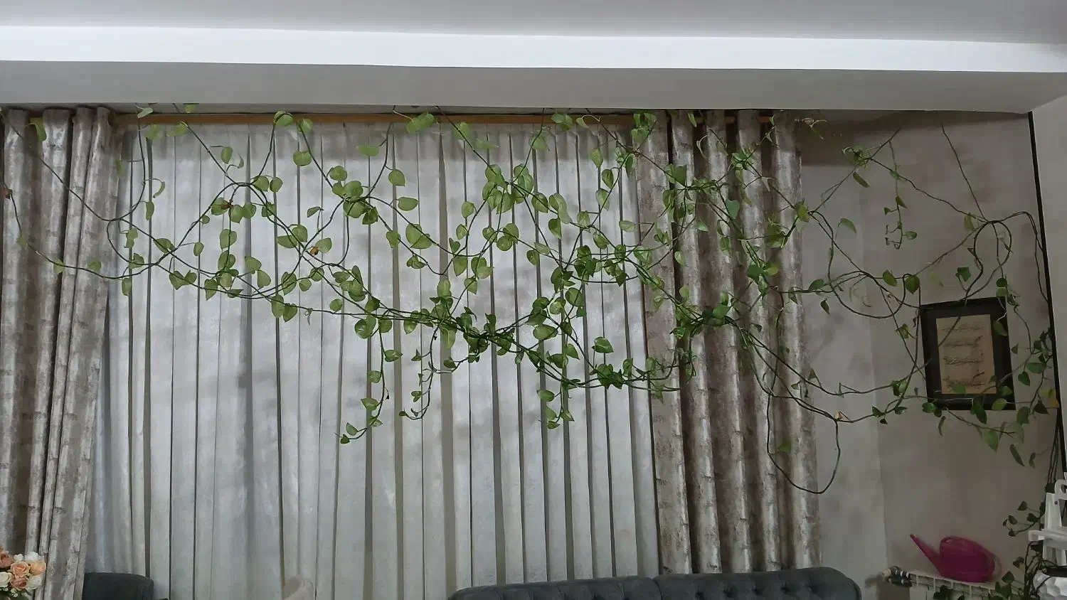 گل و گلدان پتوس|گل و گیاه طبیعی|قدس, شهرقدس|دیوار