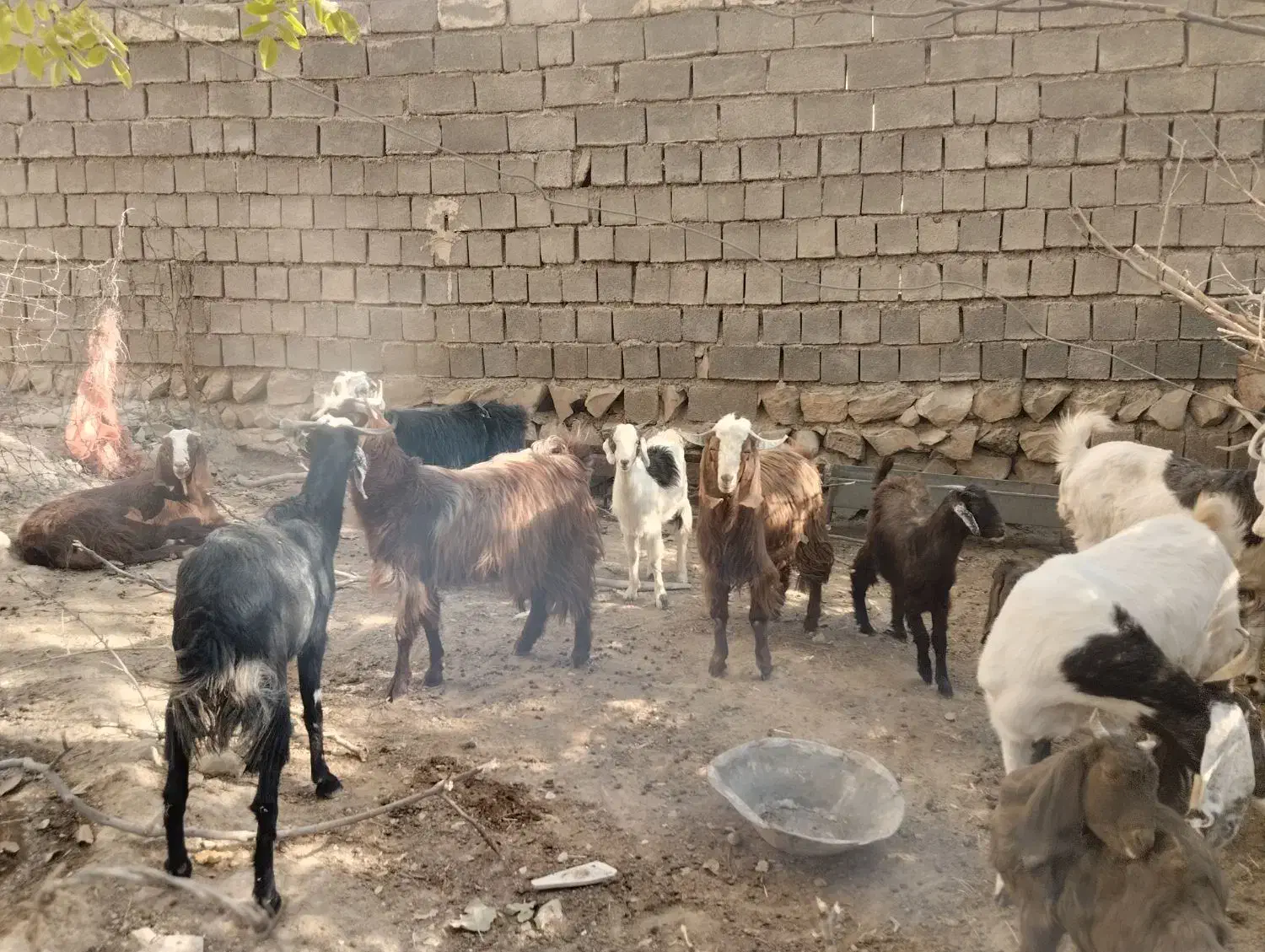 فروش بز بزغاله|حیوانات مزرعه|سیوان, |دیوار