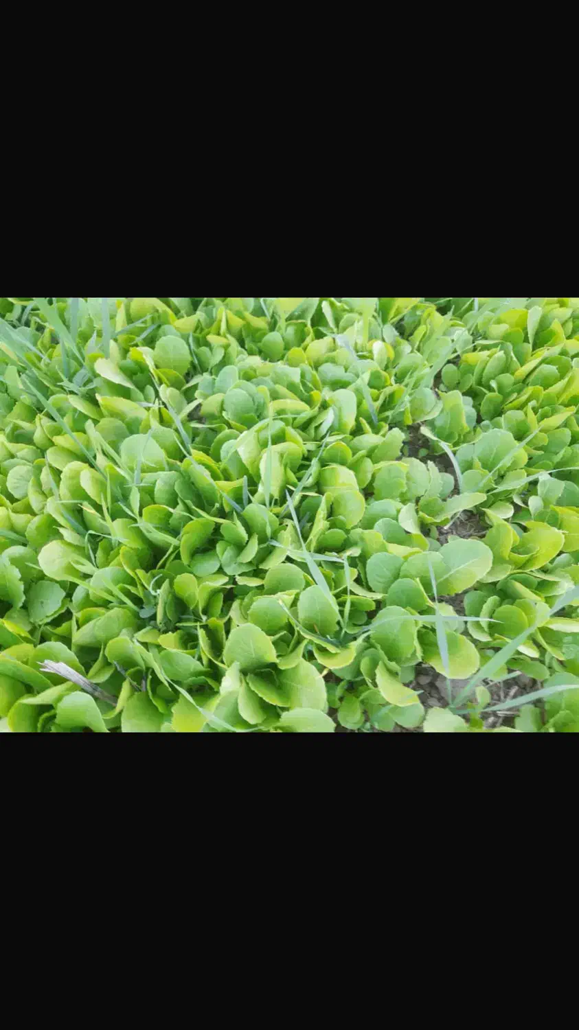 بذر کاهو کرجی|خدمات باغبانی و درختکاری|سرخنکلاته, |دیوار