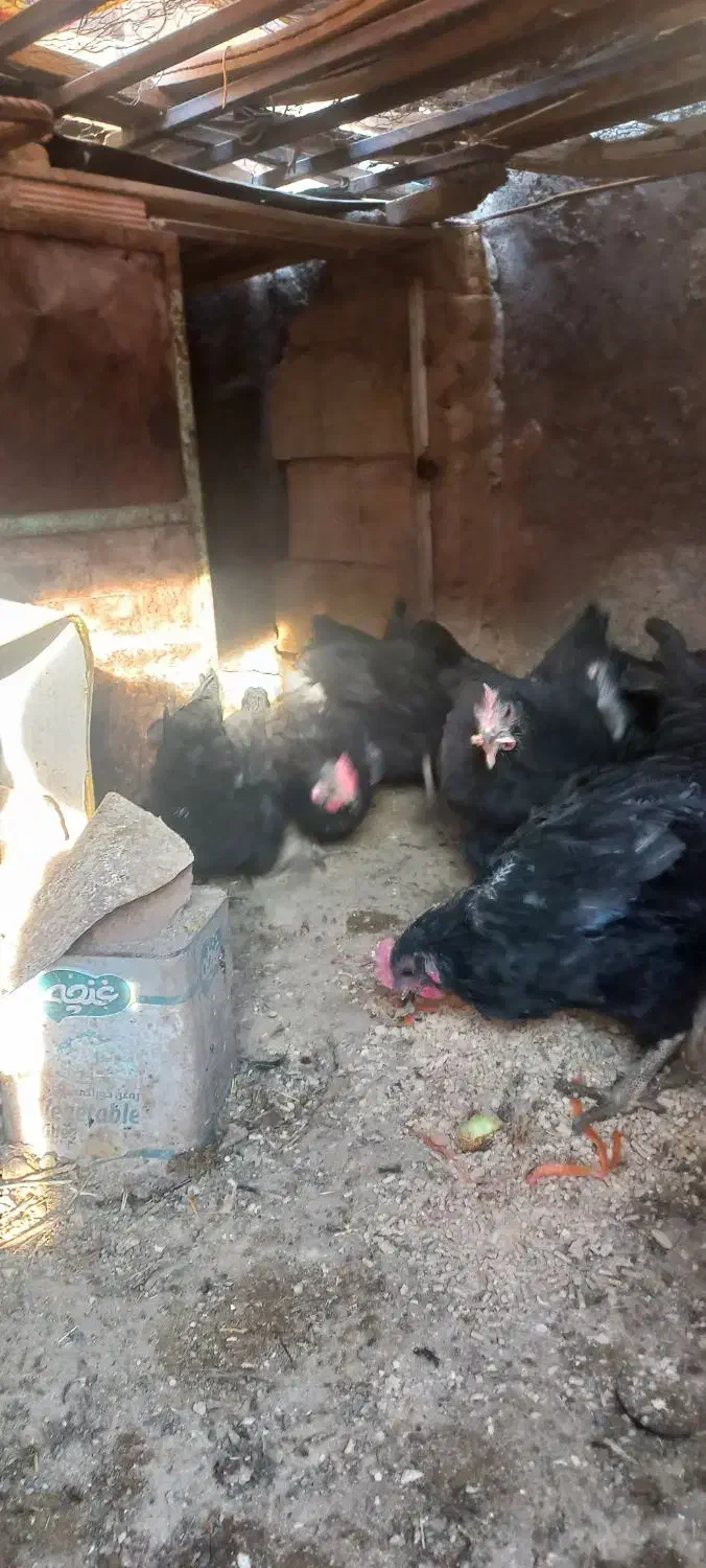 مرغ تخمی|حیوانات مزرعه|بیرجند, |دیوار