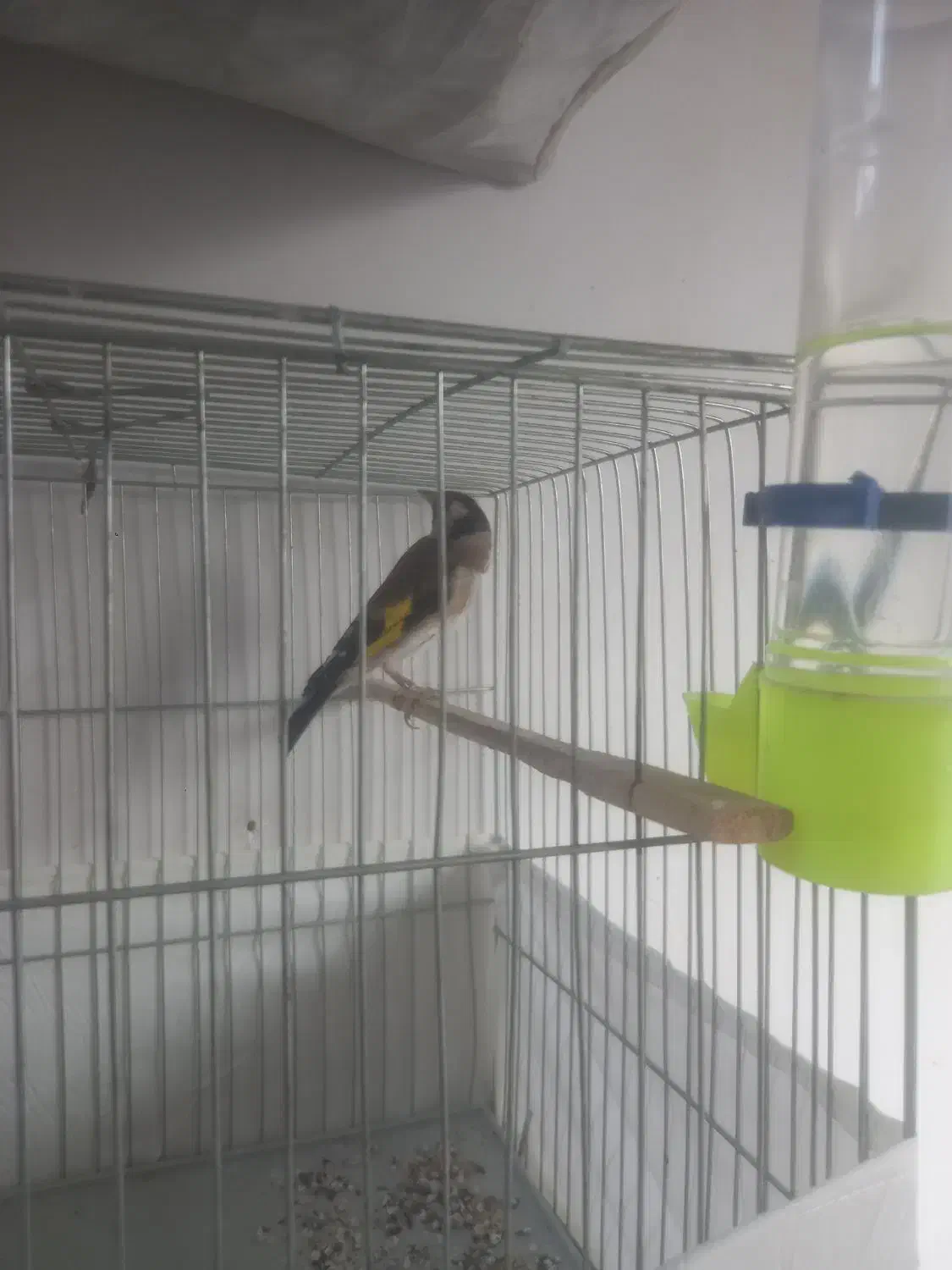 سهره|پرنده|تبریز, |دیوار